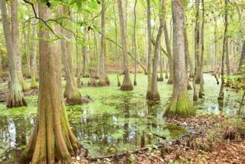 Swamp Bayou Haunted House Halloween Sound Effects - MP3 Download