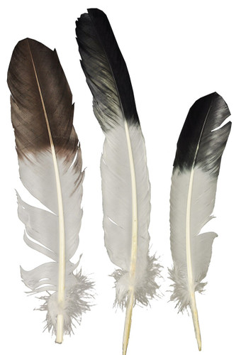 EAGLE TIP FEATHER