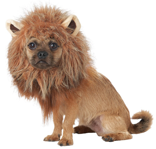 KING OF JUNGLE PET LARGE