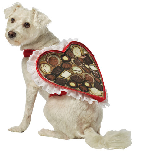 CHOCOLATE BOX DOG COSTUME MED