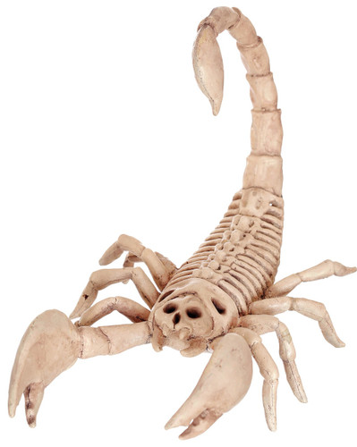 SCORPION SKELETON