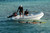 AB Lammina 11 AL Superlight Rigid Inflatable Boat with Yamaha outboard at sea.