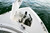 Boston Whaler 280 Outrage with Twin Mercury Outboards Anchor.