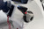 Highfield Sport 460 with Yamaha 70hp Outboard side mount.