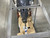Yamaha 150 hp Outboard | Remote Mechanical, 25" Shaft | F150XD Scratch & Dent