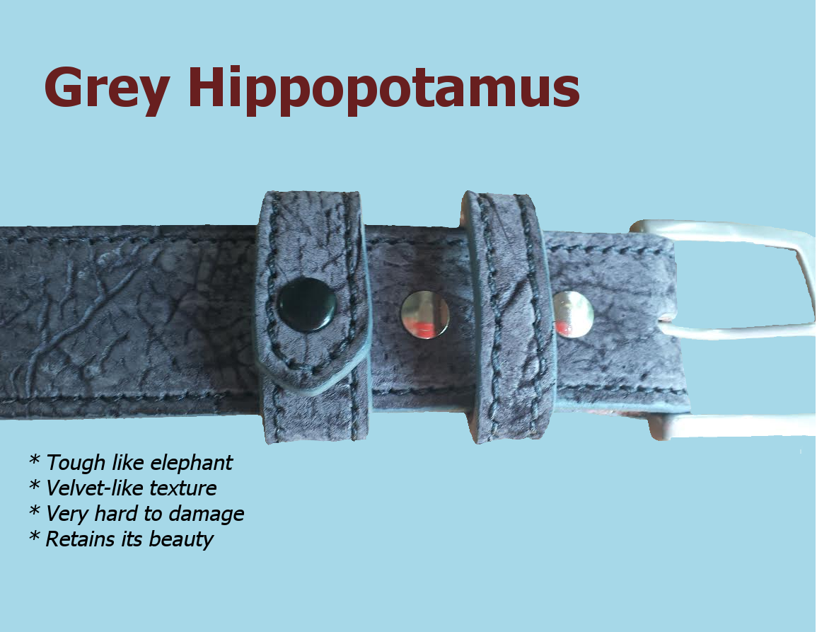 grey-hippo.png