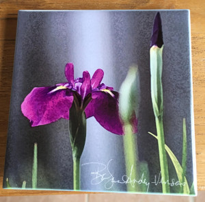 Ceramic Tile - Iris Laevigata  4.25 In x 4.25 In