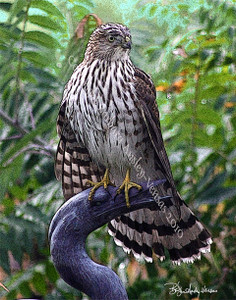 10 Cooper's Hawk Blank Note Cards