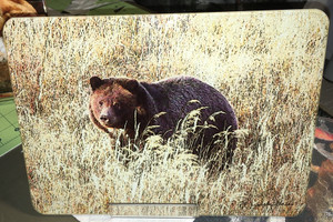 Grizzly Bear Glass Cutting Board -7.75in  x 10.75in