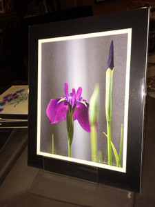 Purple Iris - Matted Print 11 x 14