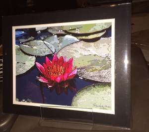 Red Lily - Matted Print 11 x 14
