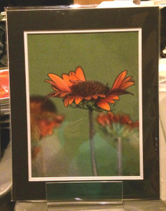 Galardia- Matted Print 11 x 14