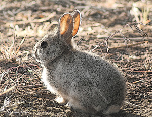 10 Bunny Blank Note Cards