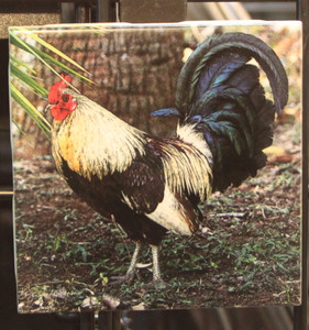 Ceramic Tile  - Rooster  4.25 In x 4.25 In
