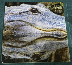 Just back from Florida with lots of new images Just back from Florida with lots of new images