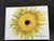 10 Sunflower  Blank Note cards