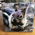 Ceramic Tile  - Ground Squirrel 4.25 in x 4.25 in
