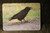 Raven Glass Cutting Board -  7.75in  x 10.75in