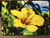 Yellow Hibiscus Glass Cutting Board - 10.75 in x 7.75 in