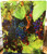 Grape Vine Glass Cutting Board Large -  12 in  x 15 in