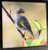 Ceramic Tile  - Yellow Rumped Warbler  4.25 In x 4.25 In