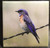 Ceramic Tile  - Bluebird  4.25 In x 4.25 In