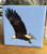 Ceramic Tile - Eagle 4.25 in x 4.25 in