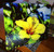 Yellow Hibiscus Large Glass Cutting Board - 12 in x 15 in