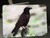 Crow Glass Cutting Board - 7.75in  x 10.75in