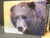 Bear Face - Large Glass Cutting Board - 12 in x 15 in