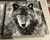 Decorative Tile - Wolf (Black & White) 8 in x 8 in