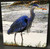 Decorative Tile -  Heron Feeding  8 in x 8 in
