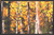 Placemats - Aspen Trees - Set of 4
