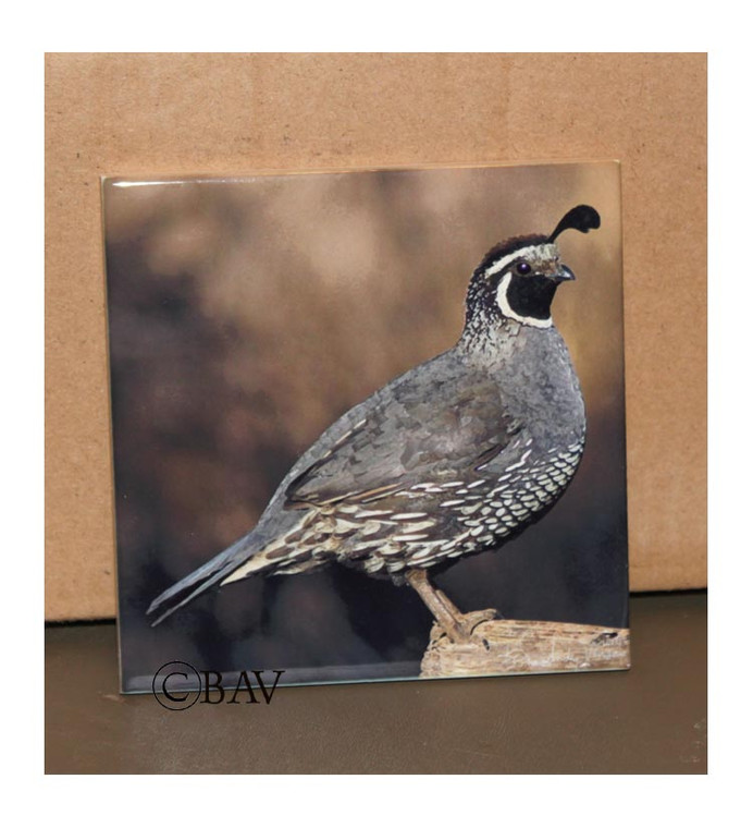 Ceramic Tile  - Quail 4.25 In x 4.25 In