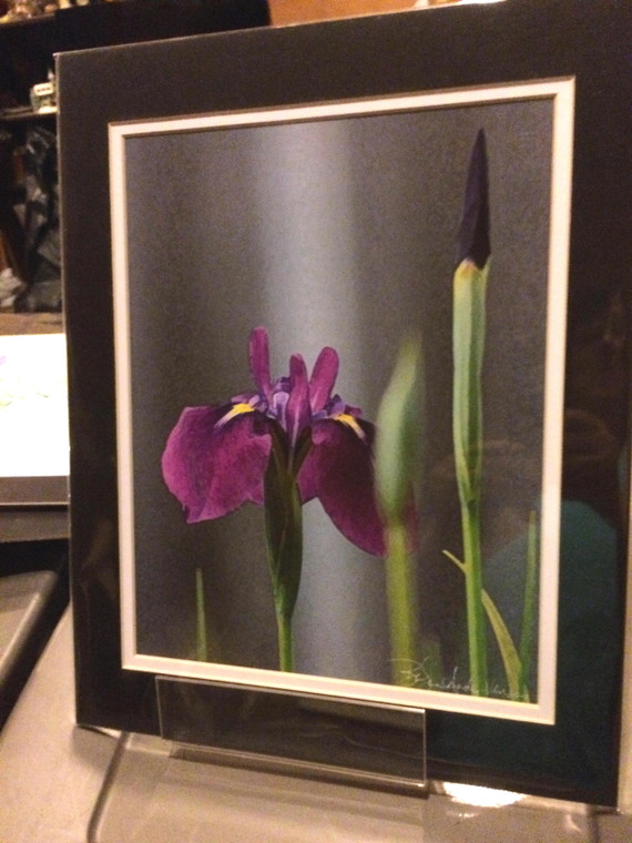 Purple Iris - Matted Print 11 x 14