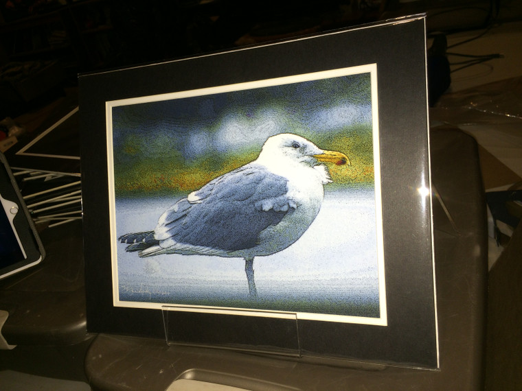 Gull - Matted Print 11 x 14