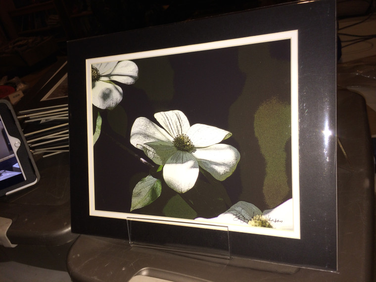 Dogwood - Matted Print 11 x 14