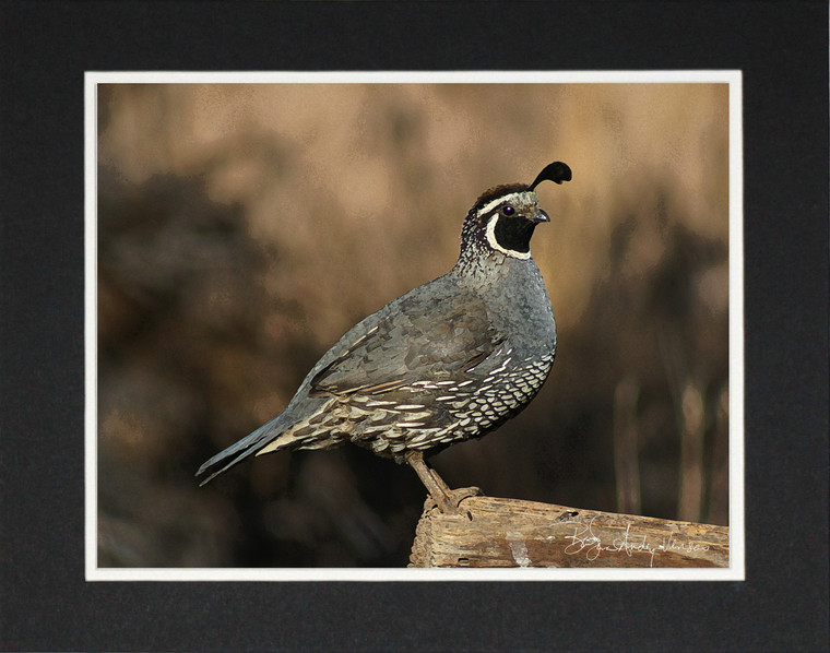 Quail - Matted Print 11 x 14