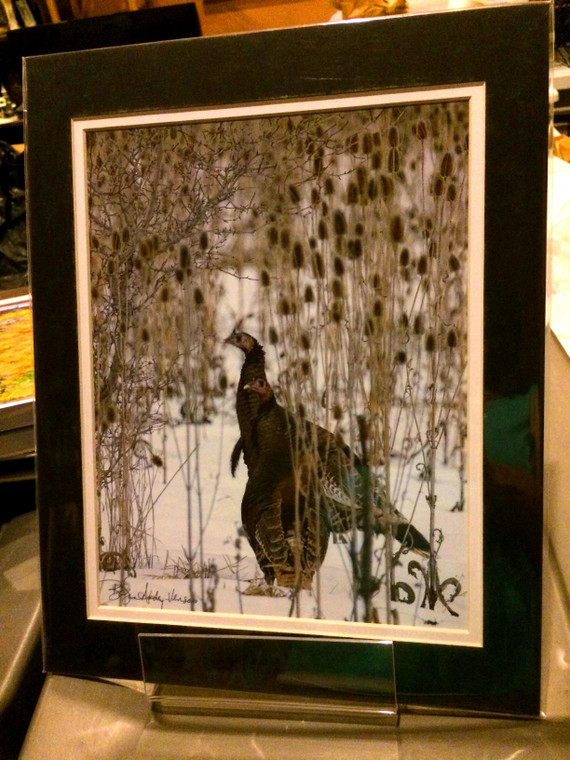 Wild Turkey - Matted Print 11 x 14