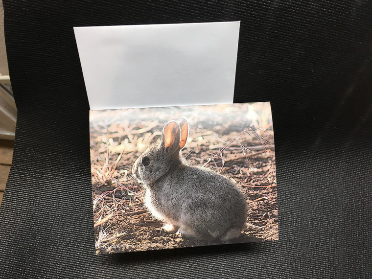 10 Bunny Blank Note Cards