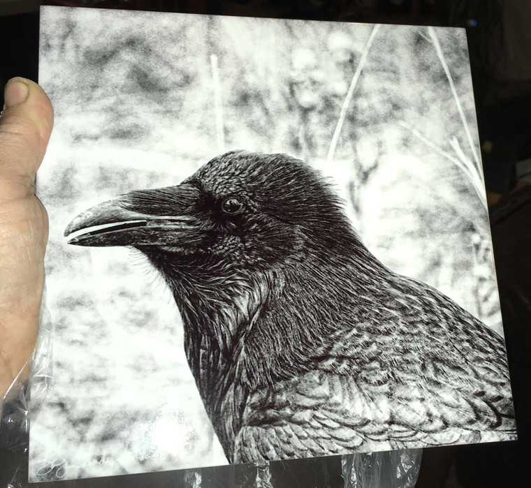 Decorative Tile - Black & White Raven 8 in x 8 in