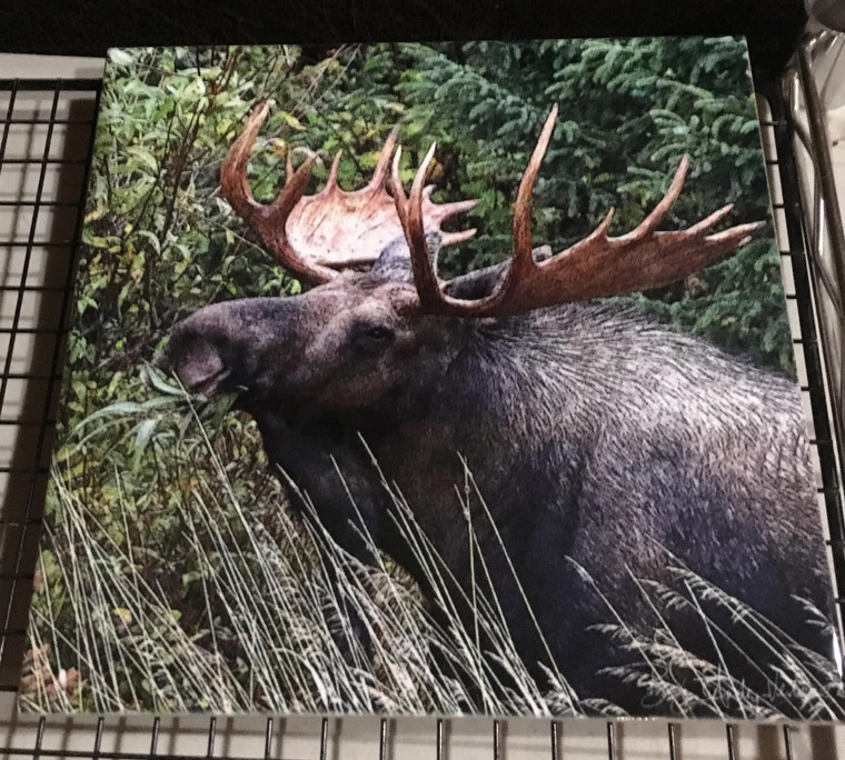 Decorative Tile - Bull Moose 8 in x 8 in