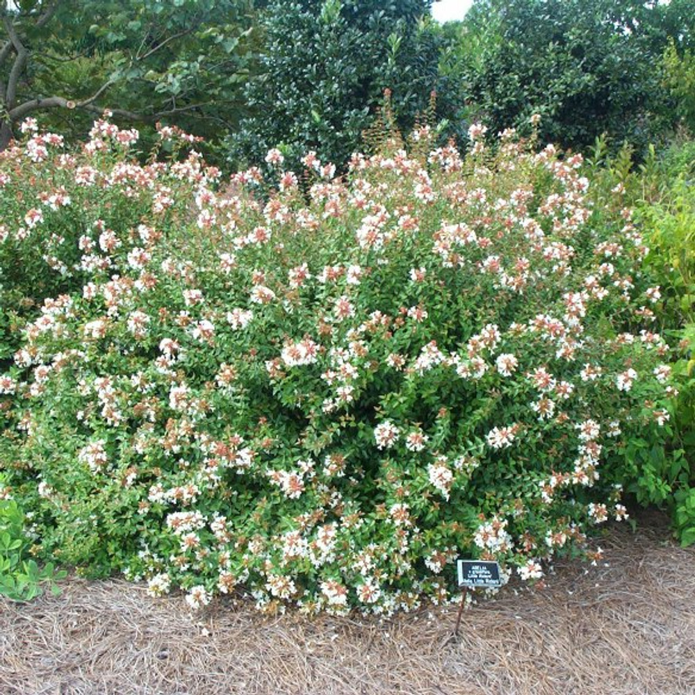 Image of Little Richard Abelia shrub with flowers
