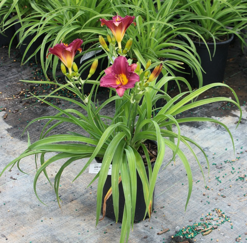 Image of Stella de Oro Daylily purple annuals