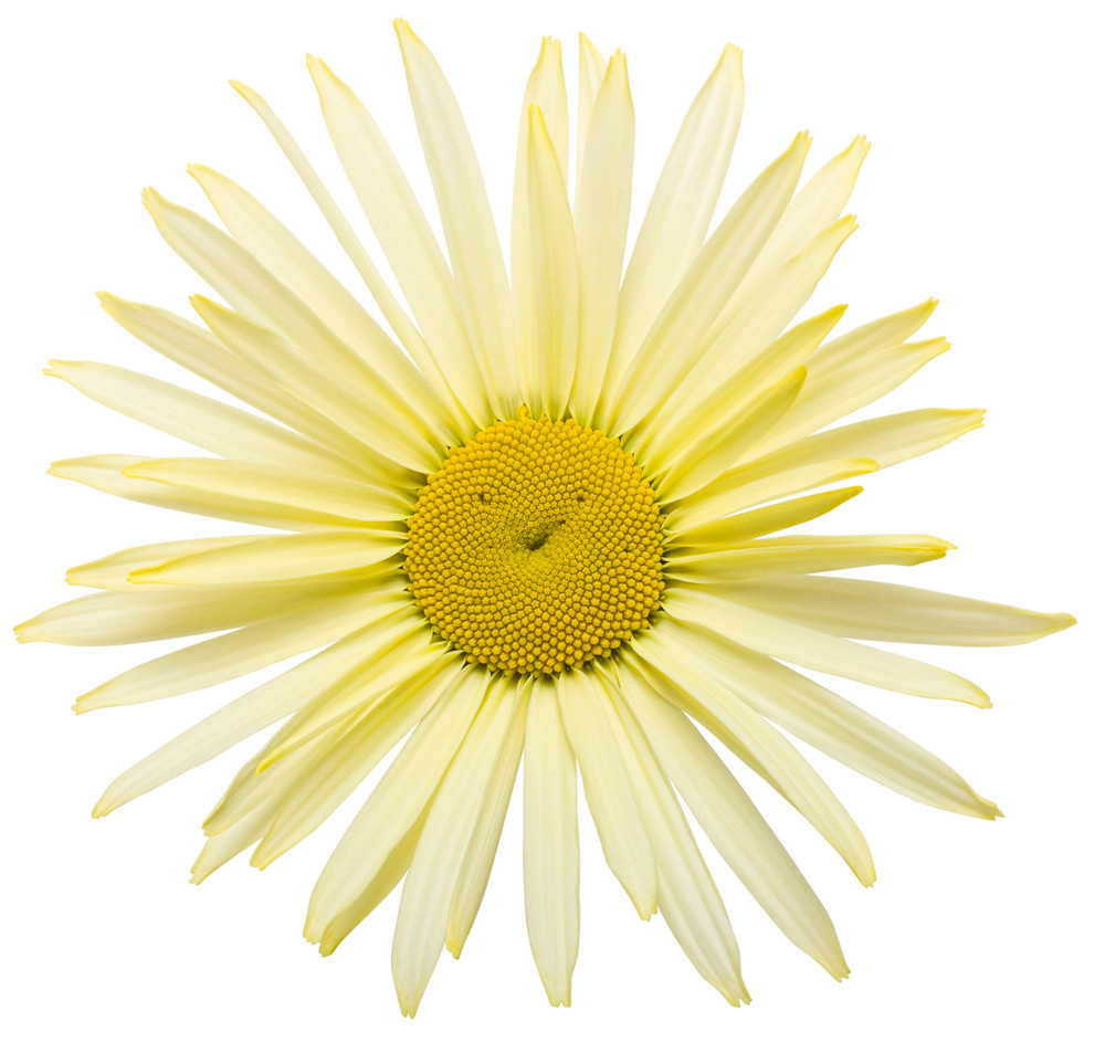 Amazing Daisies® 'Banana Cream II' - Shasta Daisy - Leucanthemum superbum