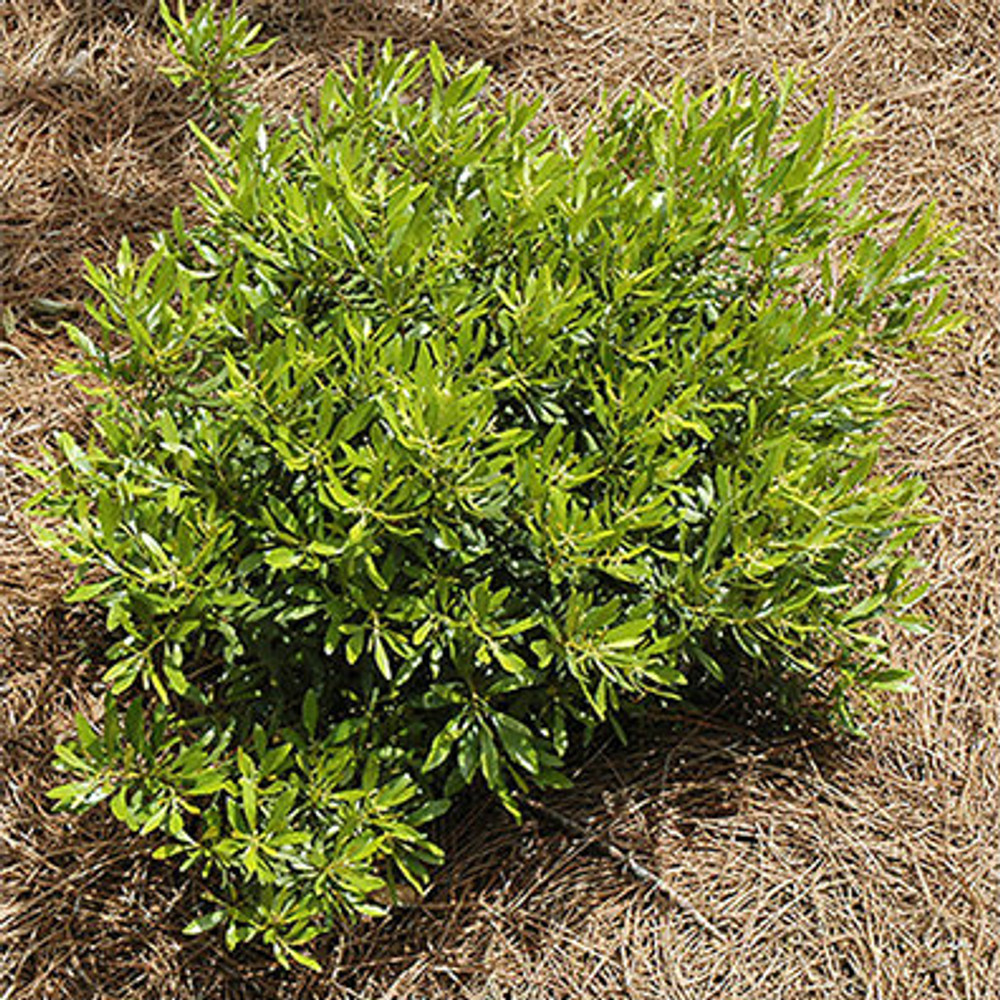 wax myrtle shrubs