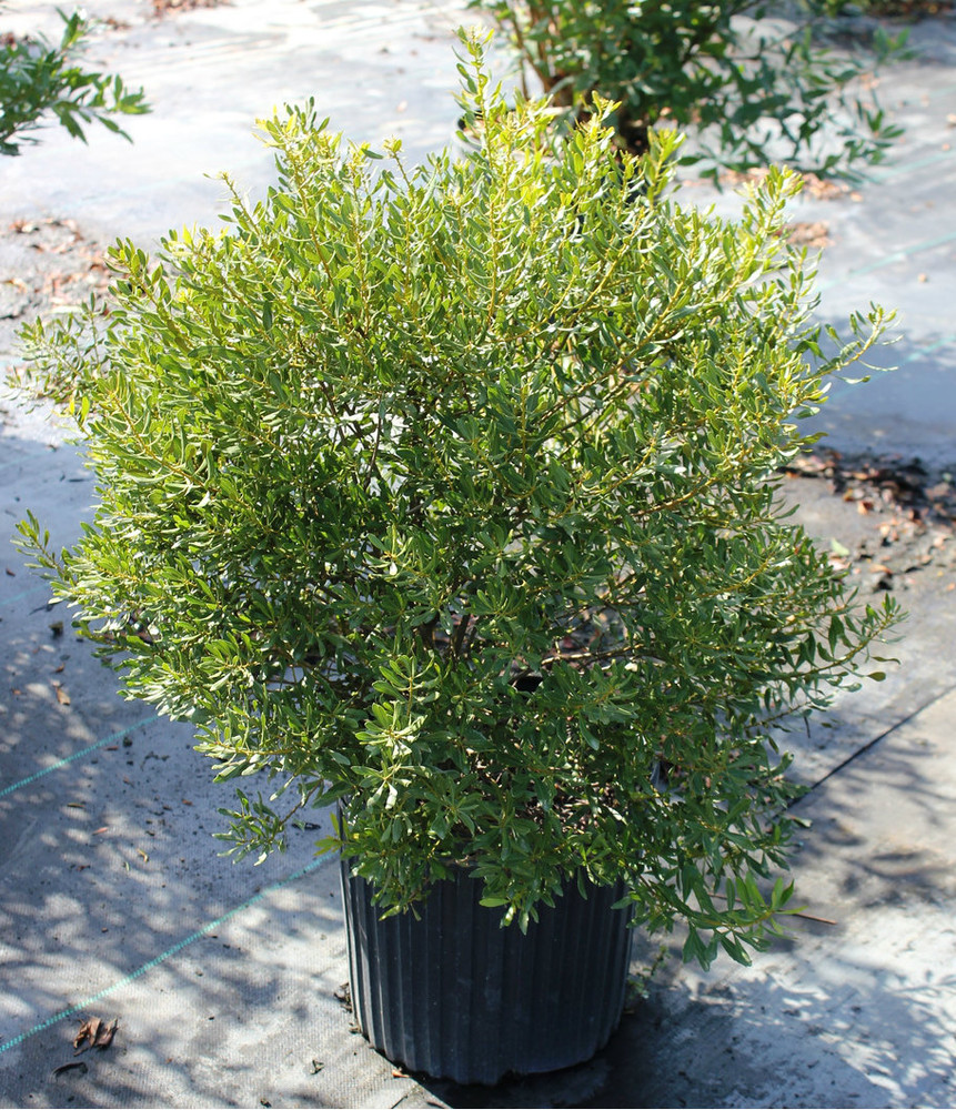 southern wax myrtle hedge