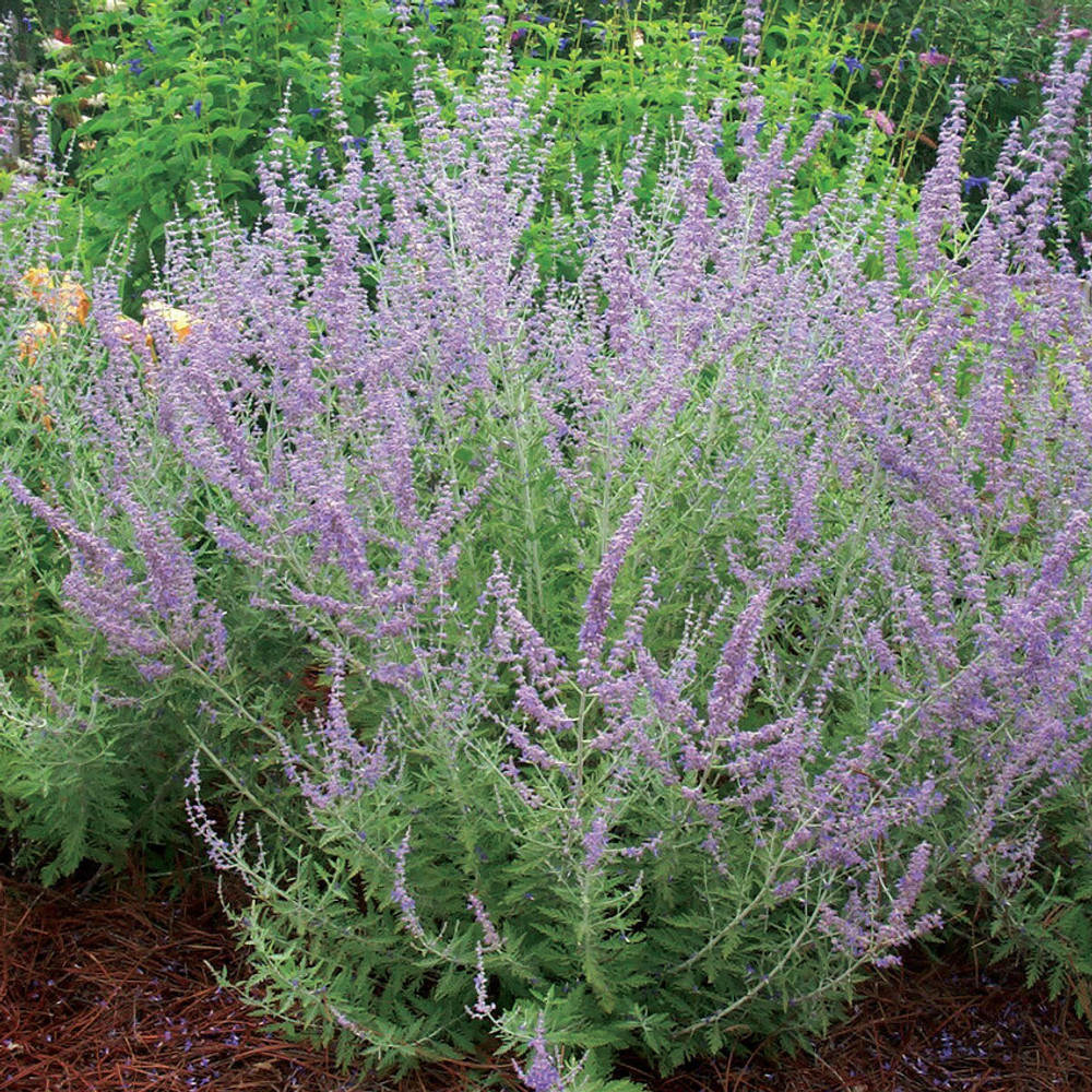 Tissue Paper - Herbs in Sage — TYPOFLORA