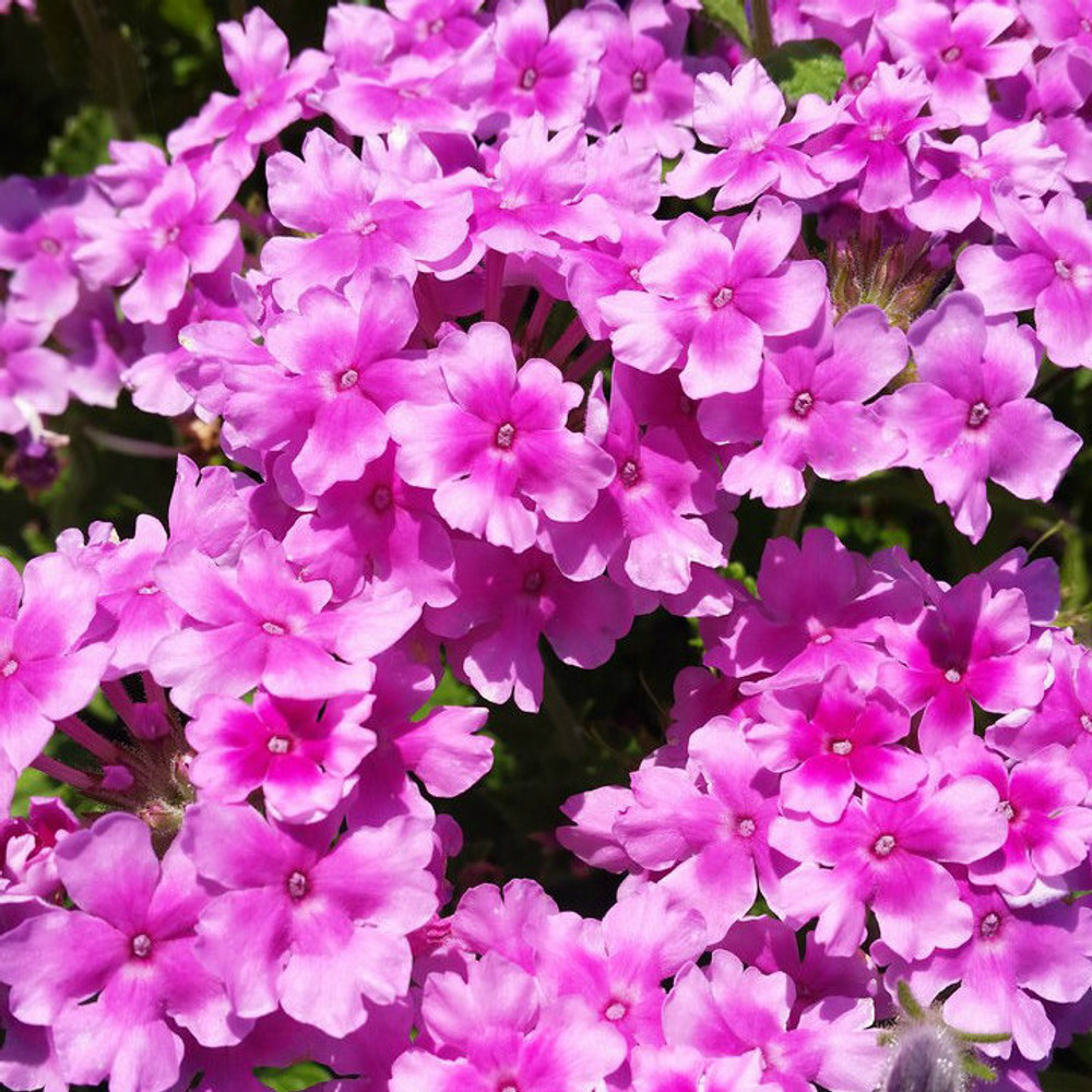 Verbena Endurascape™ Pink Bicolor