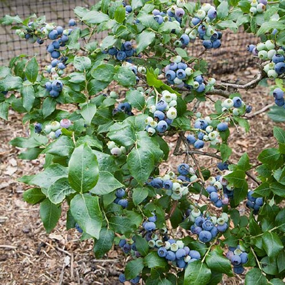 Неспелая голубика. Голубика на Урале зимостойкость. Низкорослые плодово-ягодные кустарники для сада. Куст с ягодами зелёно синим.